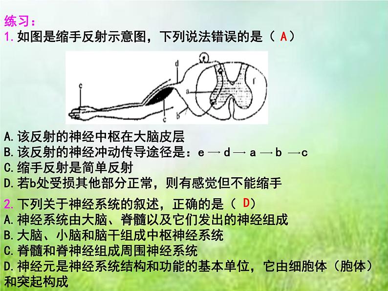 2022年中考复习：专题七《人体生命活动的调节》课件第5页