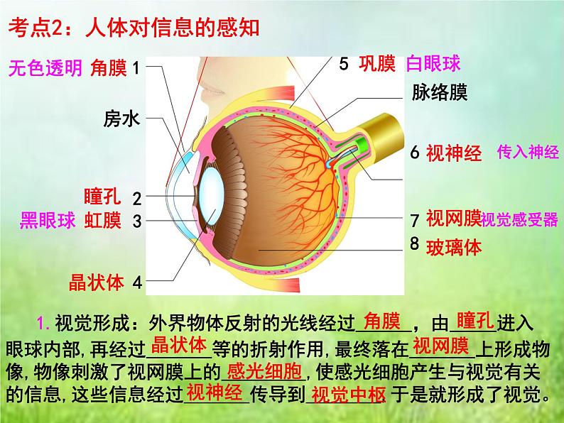 2022年中考复习：专题七《人体生命活动的调节》课件第6页