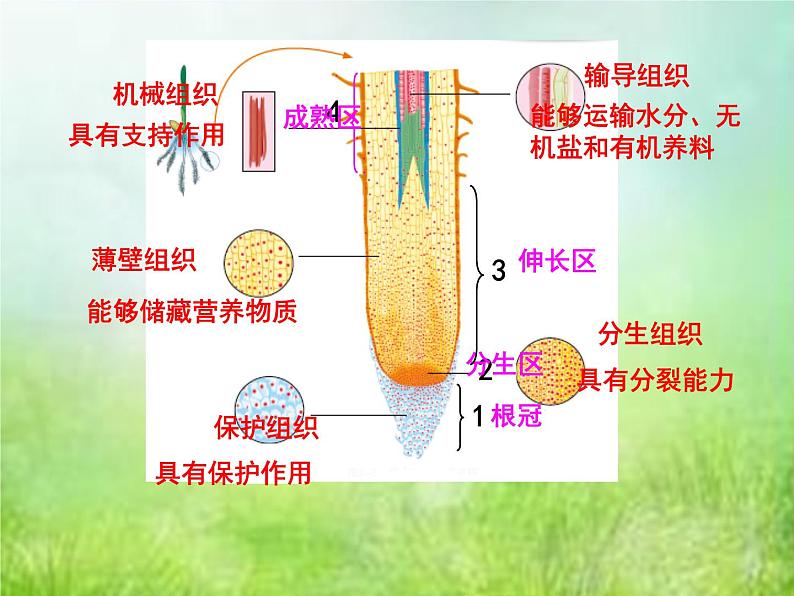 2022年中考复习：专题三《生物体对营养物质的吸收》课件第3页