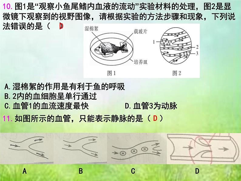 2022年中考复习：专题四《生物体内物质的运输》课件第6页