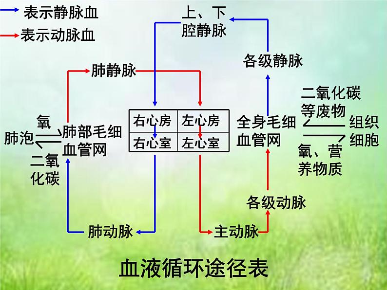 2022年中考复习：专题四《生物体内物质的运输》课件第7页