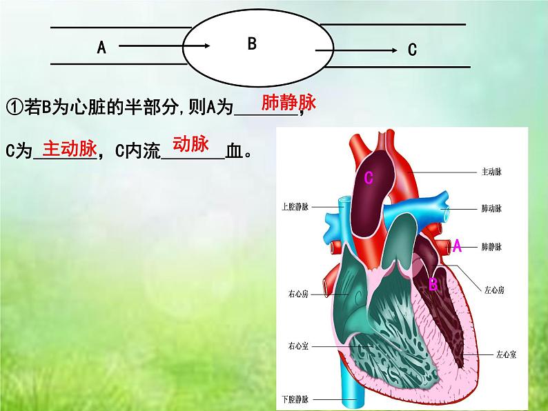 2022年中考复习：专题四《生物体内物质的运输》课件第8页