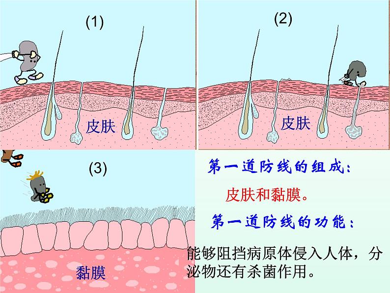 第二节-免疫与计划免疫课件第4页