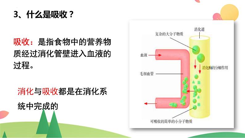 2022年中考生物复习课件--专题三《人体对食物的消化和吸收》第7页