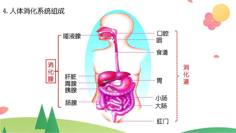 2022年中考生物复习课件--专题三《人体对食物的消化和吸收》第8页