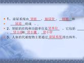 北师大版七下生物 11.2尿的形成与排出 课件