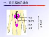 北师大版七下生物 11.2尿的形成与排出 课件