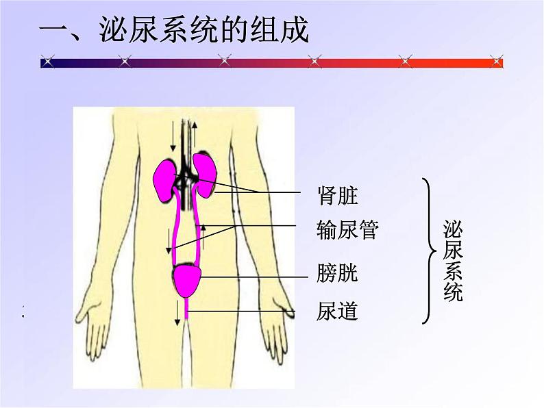 北师大版七下生物 11.2尿的形成与排出 课件第5页