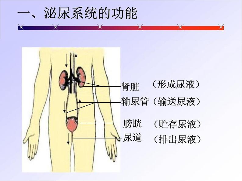 北师大版七下生物 11.2尿的形成与排出 课件第6页