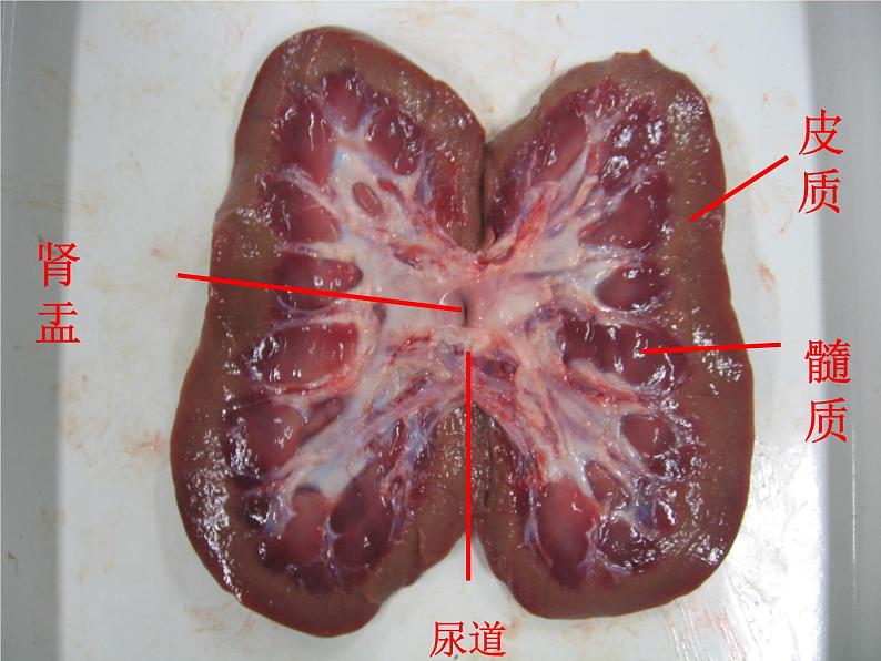 北师大版七下生物 11.2尿的形成与排出 课件第8页