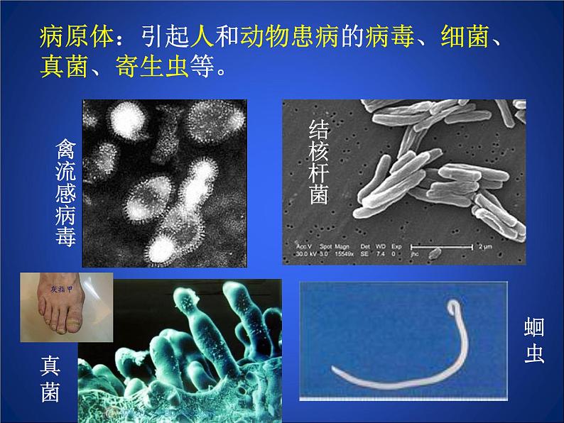 北师大版七下生物 13.2预防传染病 课件第6页