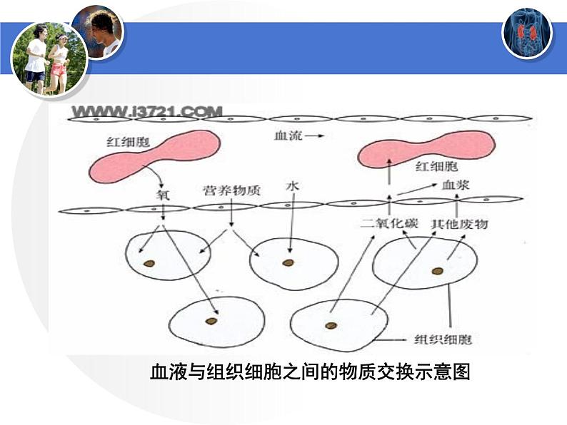 北师大版七下生物 11.1人体产生的代谢废物 课件03