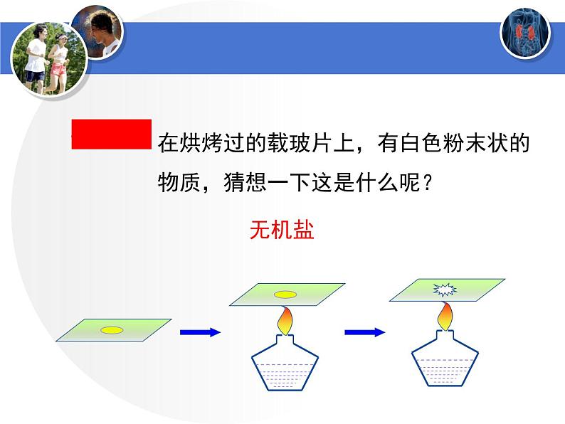 北师大版七下生物 11.1人体产生的代谢废物 课件07