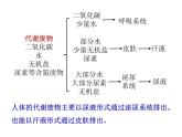 北师大版七下生物 11.3皮肤与汗液分泌 课件