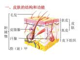 北师大版七下生物 11.3皮肤与汗液分泌 课件