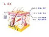 北师大版七下生物 11.3皮肤与汗液分泌 课件