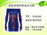 北师大版七下生物 11.2尿的形成与排出 课件