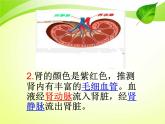 北师大版七下生物 11.2尿的形成与排出 课件