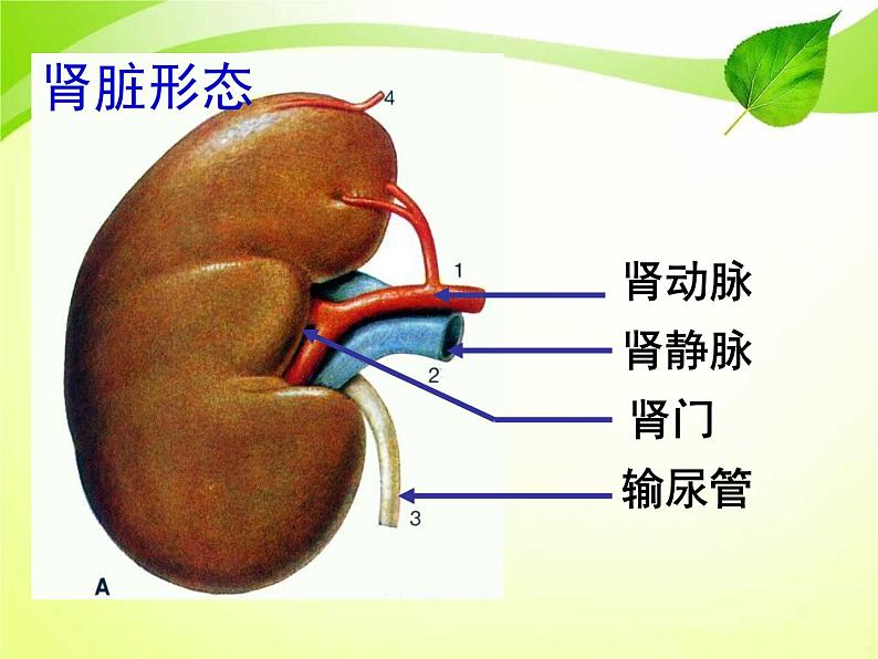 北师大版七下生物 11.2尿的形成与排出 课件05