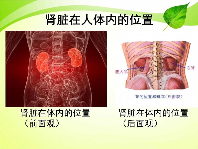 北师大版七下生物 11.2尿的形成与排出 课件06