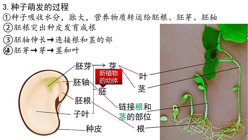 2022年中考生物复习课件---专题05被子植物的一生第3页