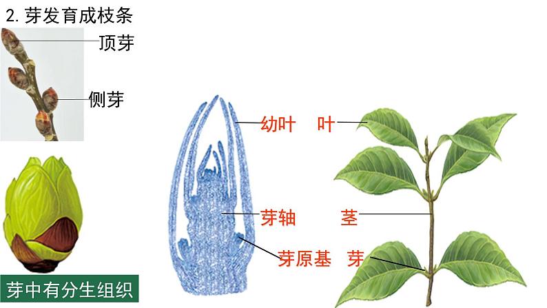 2022年中考生物复习课件---专题05被子植物的一生第6页