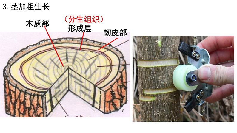 2022年中考生物复习课件---专题05被子植物的一生第7页