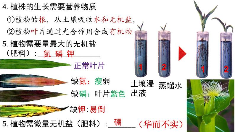 2022年中考生物复习课件---专题05被子植物的一生第8页