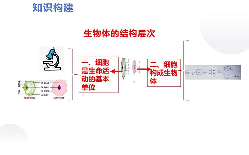 2022年人教版生物中考复习-专题二《生物体的结构层次》课件第3页