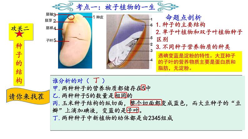 2022年人教版生物中考复习-专题三《生物圈中的植物类群及其保护》课件第7页