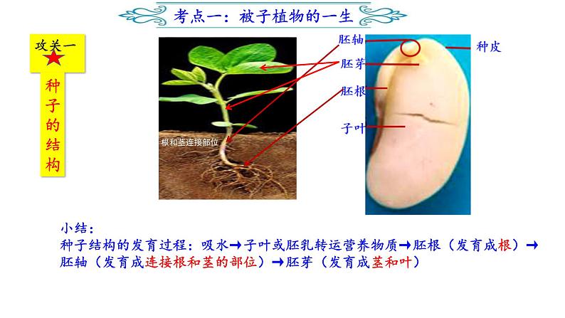 2022年人教版生物中考复习-专题三《生物圈中的植物类群及其保护》课件第8页