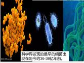 2022年人教版生物中考复习-专题十《生物的生殖和发育》课件