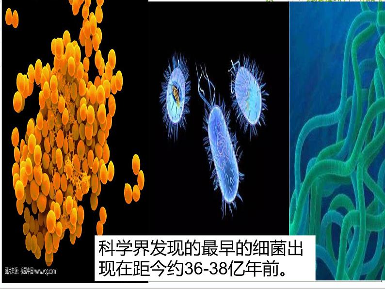 2022年人教版生物中考复习-专题十《生物的生殖和发育》课件02