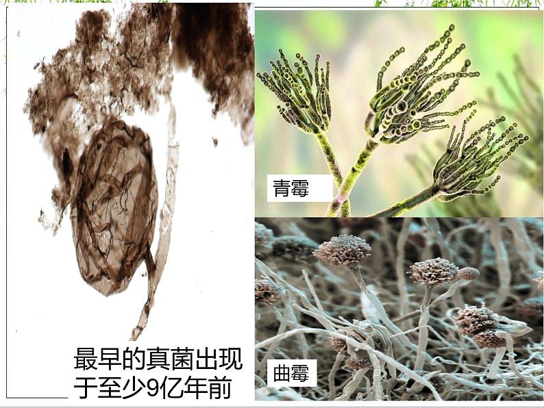 2022年人教版生物中考复习-专题十《生物的生殖和发育》课件03