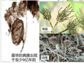 2022年人教版生物中考复习-专题十《生物的生殖和发育》课件