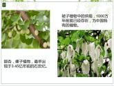 2022年人教版生物中考复习-专题十《生物的生殖和发育》课件