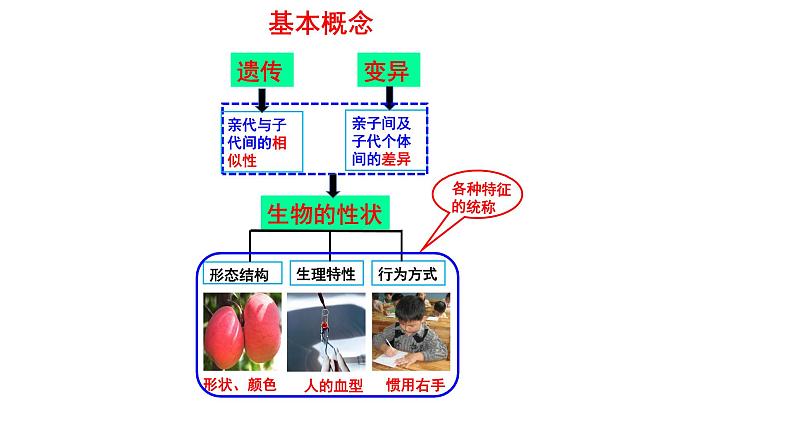 生物的遗传和变异 专题复习课件第5页