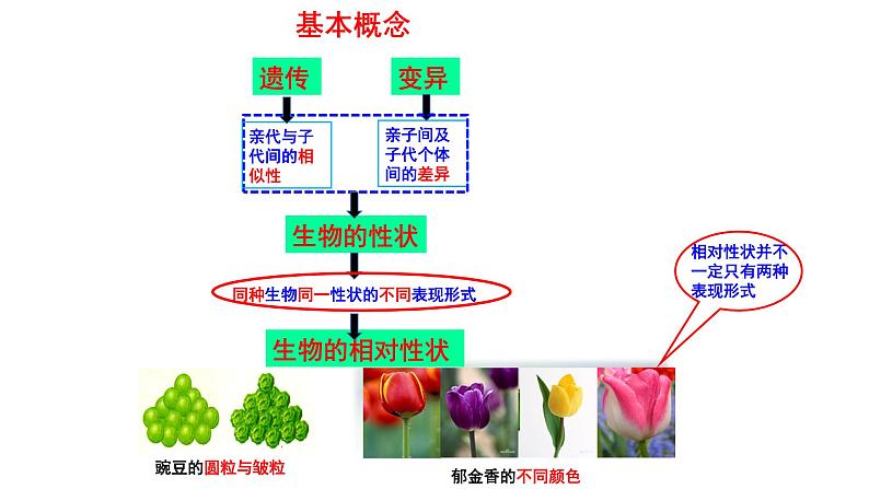 生物的遗传和变异 专题复习课件第6页