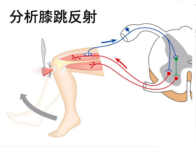 第三节神经调节的基本方式--反射课件PPT第8页