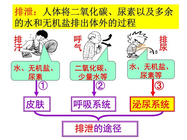 《尿的形成和排出》课件PPT04