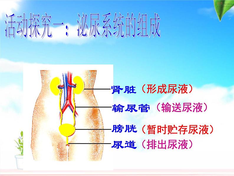 《尿的形成和排出》课件PPT07