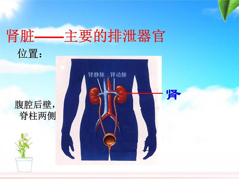 《尿的形成和排出》课件PPT08