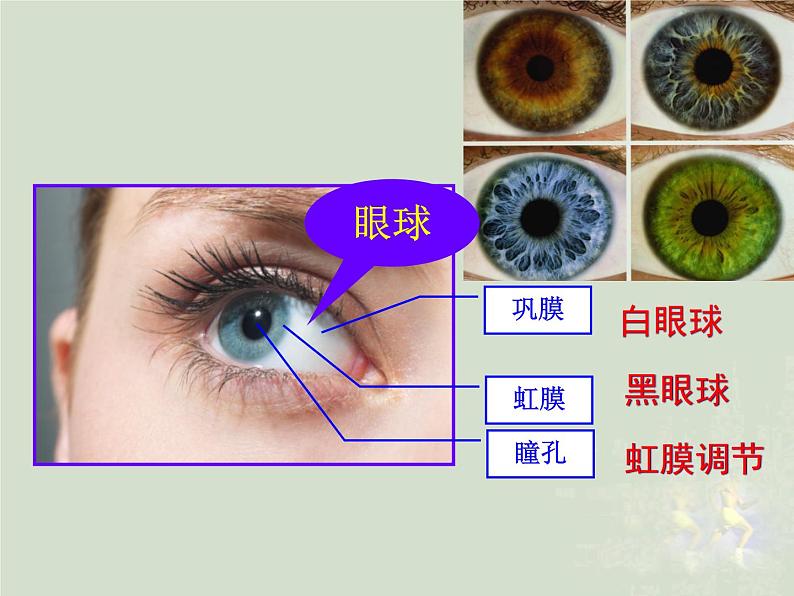 人体对外界环境的感知课件PPT第5页