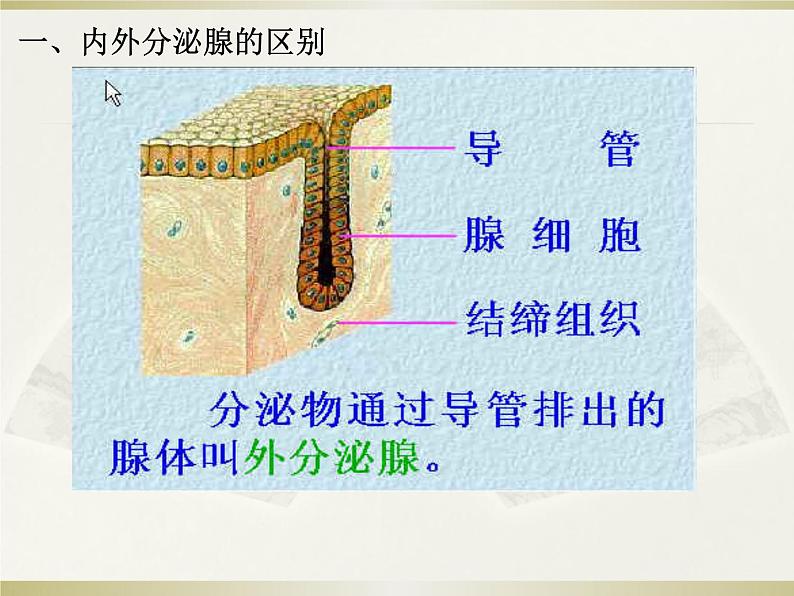 人体的激素调节课件PPT第3页