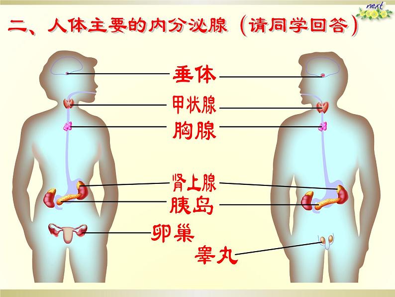 人体的激素调节课件PPT第7页