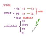 济南版七年级下册生物 3.3物质运输的途径 课件