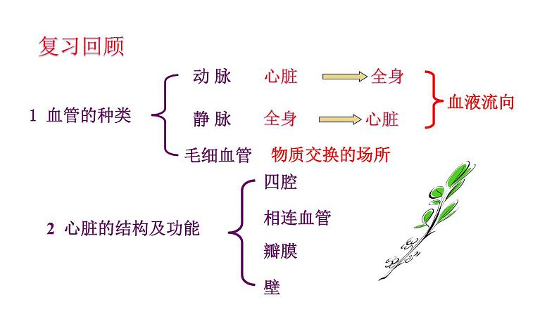 济南版七年级下册生物 3.3物质运输的途径 课件第2页