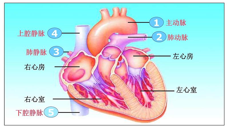 济南版七年级下册生物 3.3物质运输的途径 课件第3页