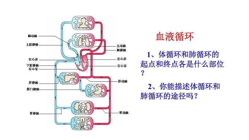 济南版七年级下册生物 3.3物质运输的途径 课件第5页