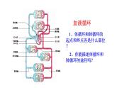 济南版七年级下册生物 3.3物质运输的途径 课件